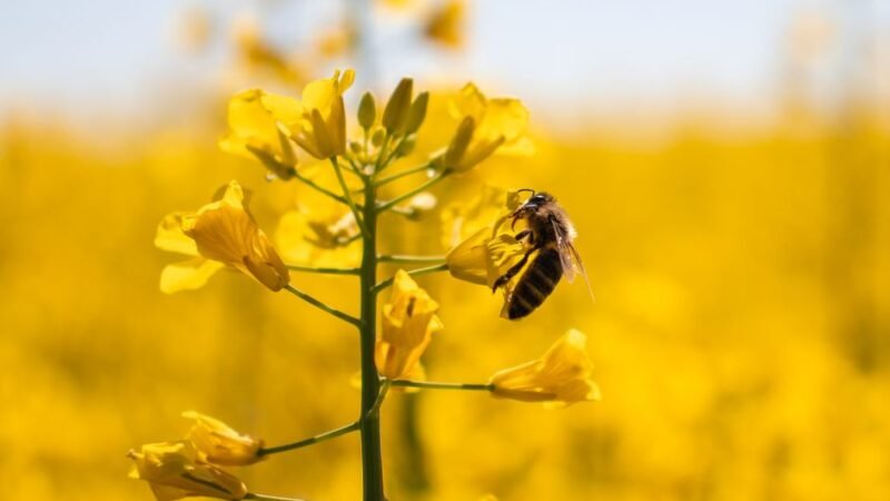 11 Amazing Honey Benefits for Weight Loss, Skin and Hair