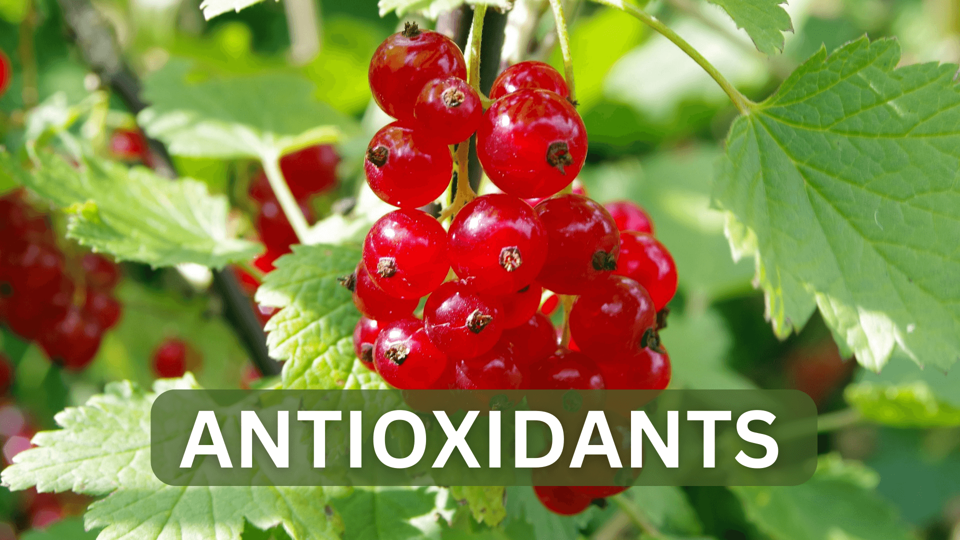 foods with high antioxidants