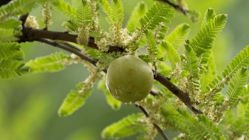 Amla Myths vs. Facts: Separating Real Science From Superfood Hype