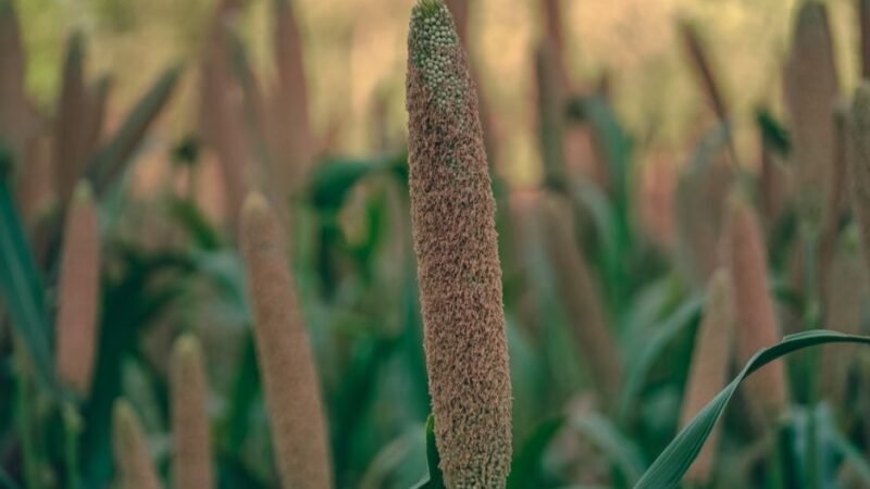 Benefits of Millet: Ancient Grain With Modern Science