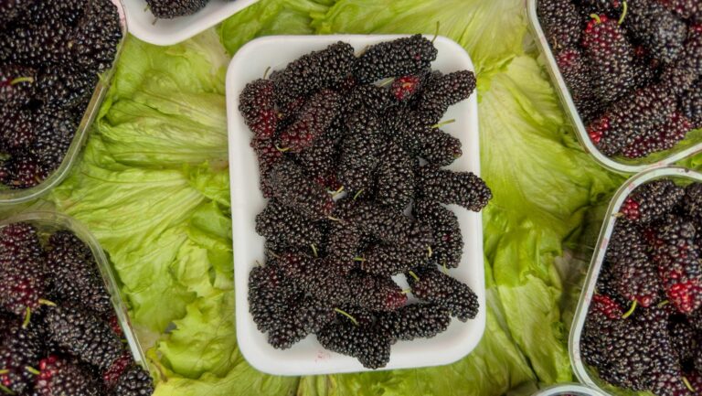 Mulberry Power Improve Eyesight and Blood Sugar Naturally