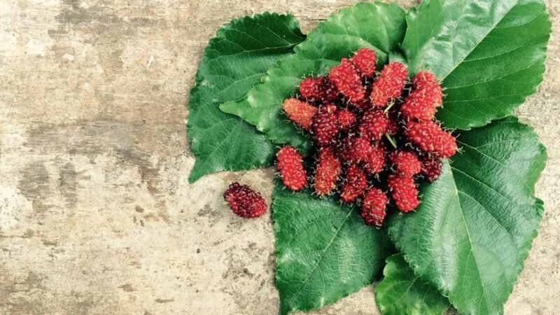 Mulberry Benefits for Eyesight and Blood Sugar Control