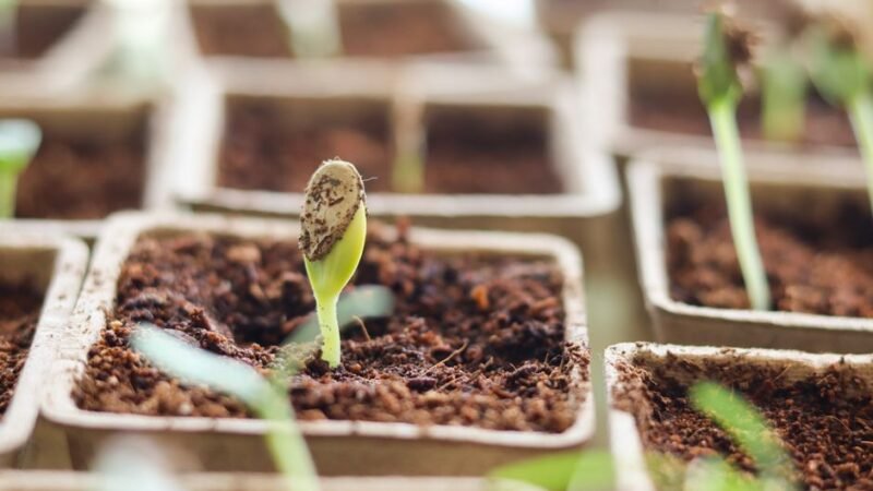 Seed Cycling for Hormonal Balance: Does It Really Work? The Complete Guide