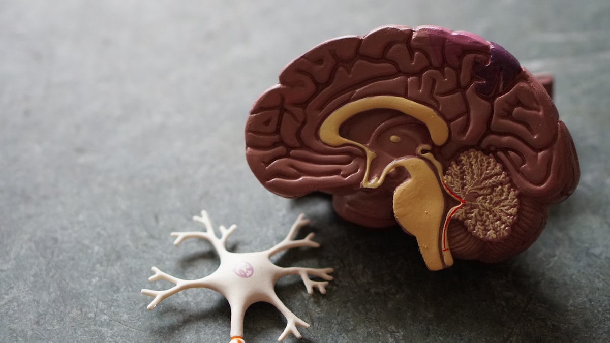 Thyroid Health: 12 Signs Your Thyroid Is Struggling and Evidence-Based Natural Support