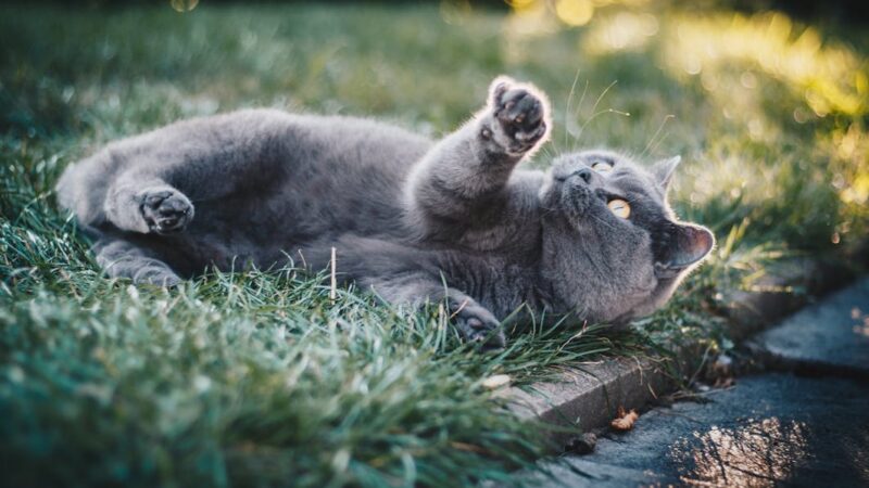 Can Cats Eat Eggs? What Vets Say and How to Feed Them Safely