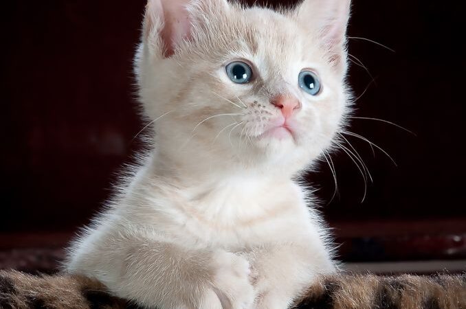 Cat Health Guide: Signs Your Cat Is Healthy and When to See a Vet