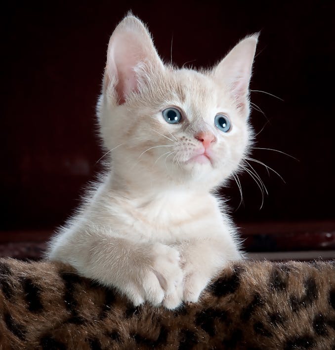 Cat Health Guide: Signs Your Cat Is Healthy and When to See a Vet