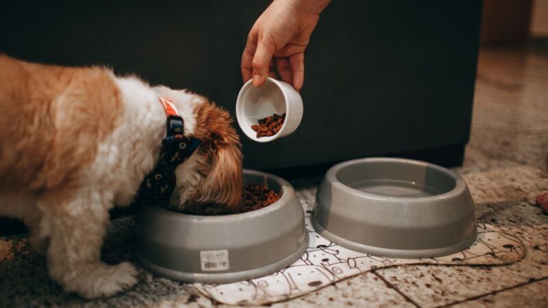 Dog Nutrition Guide: What to Feed Your Dog for Optimal Health