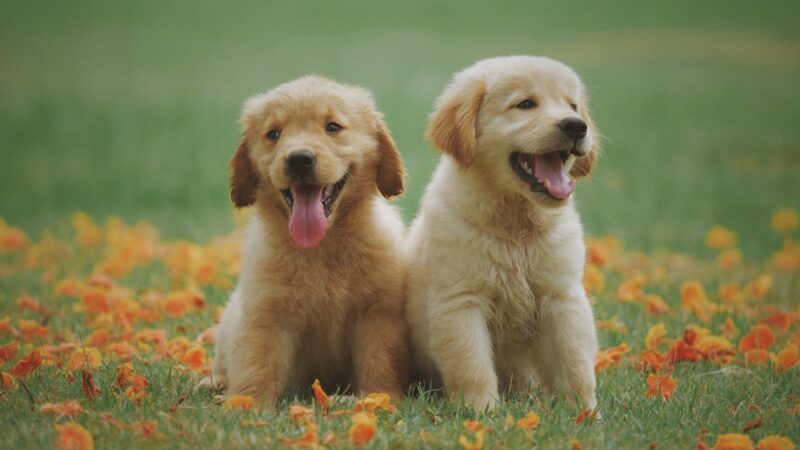 Best Dog Food for Sensitive Stomach: Vet Guide to Ingredients