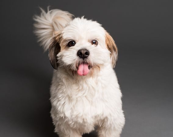 Best Dog Food for Sensitive Stomach: Vet Guide to Ingredients