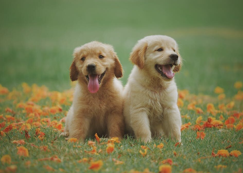 How to Train a Dog at Home: 7 Commands Every Dog Should Know