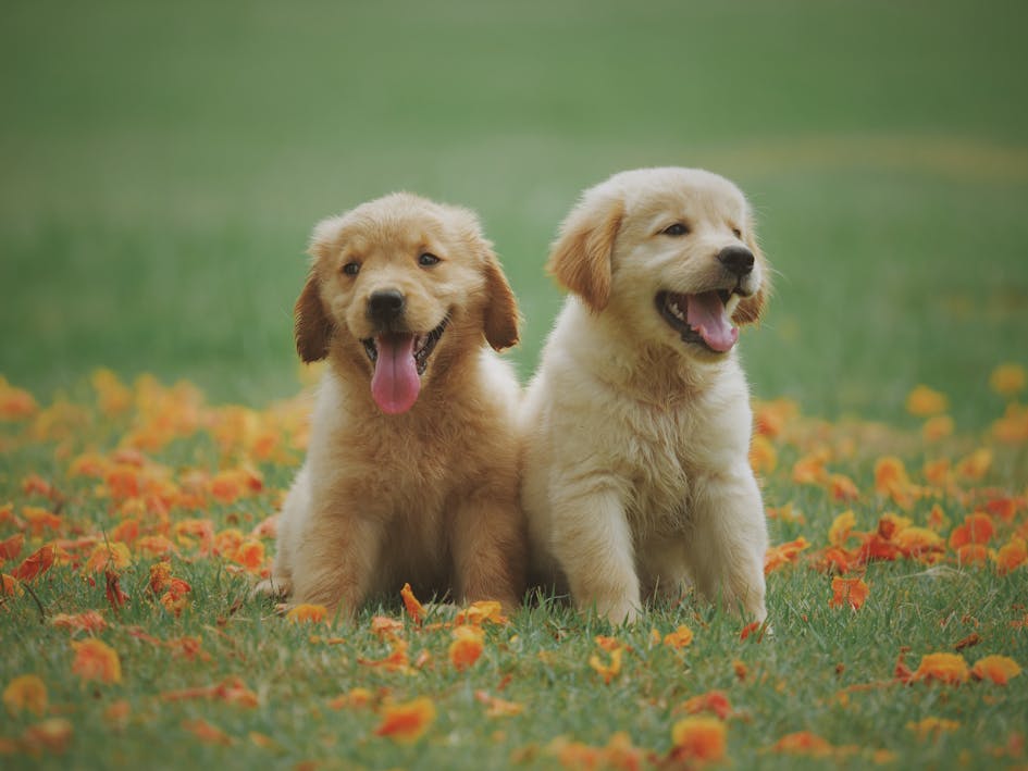 How to Train a Dog at Home: 7 Commands Every Dog Should Know