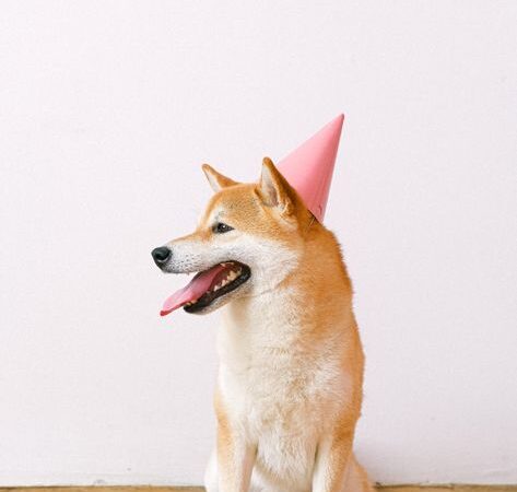 How to Train a Dog at Home: 7 Commands Every Dog Should Know