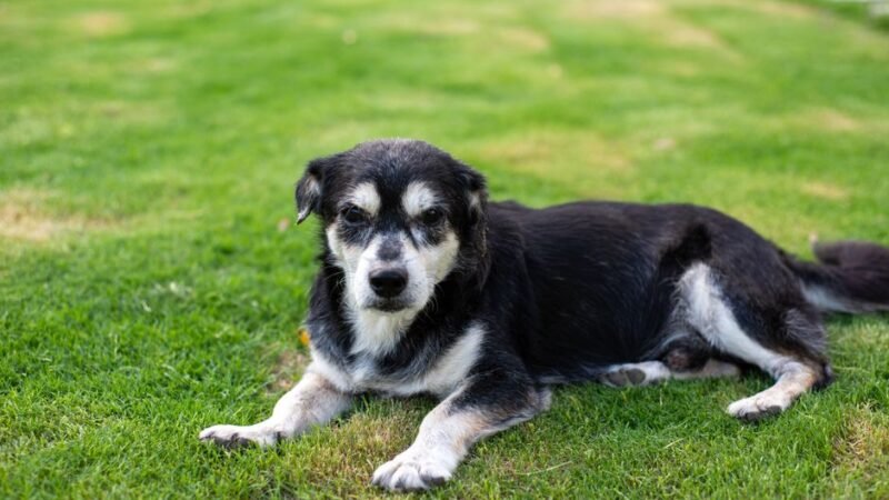 Senior Dog Care: Complete Health Guide for Dogs Over 7 Years