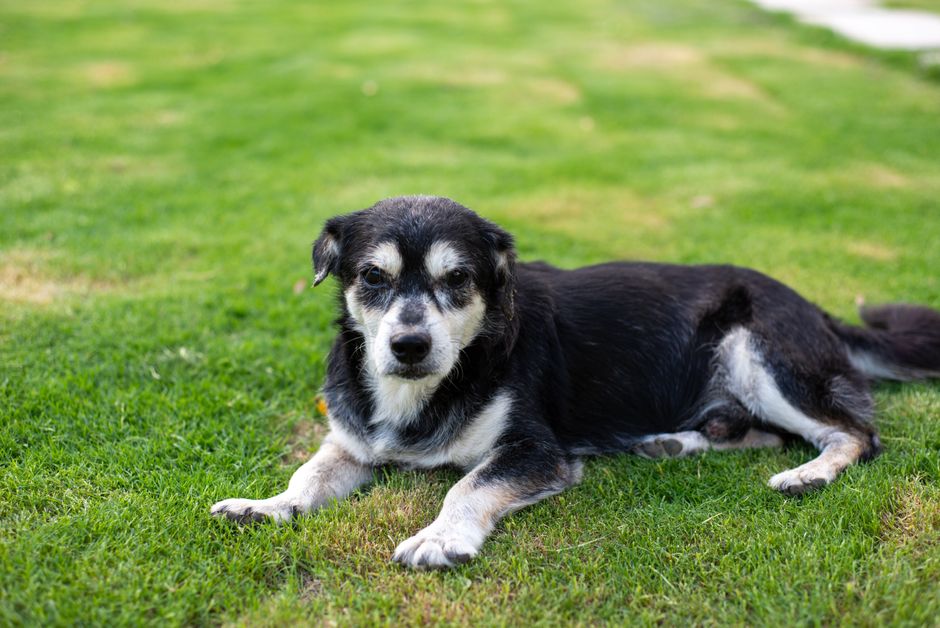 Senior Dog Care: Complete Health Guide for Dogs Over 7 Years
