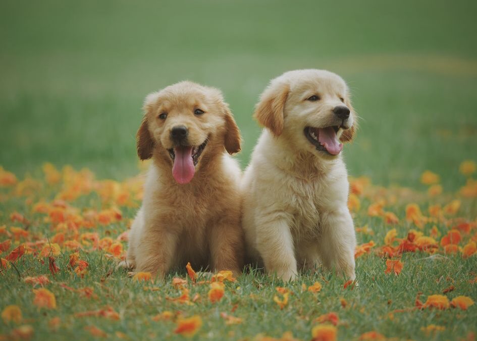 Senior Dog Care: Complete Health Guide for Dogs Over 7 Years