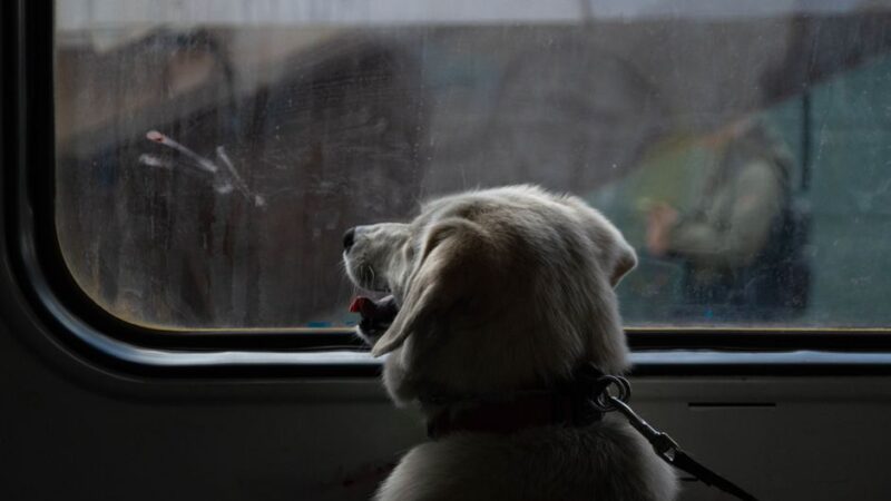 How to Train a Dog at Home: 7 Commands Every Dog Should Know