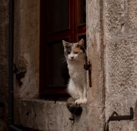 Cat Separation Anxiety: Signs and How to Help Your Cat Cope