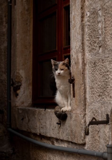 Cat Separation Anxiety: Signs and How to Help Your Cat Cope