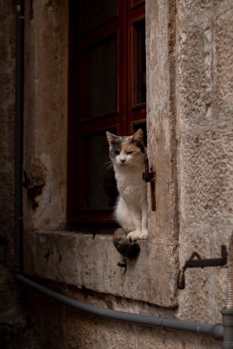 Cat Separation Anxiety: Signs and How to Help Your Cat Cope