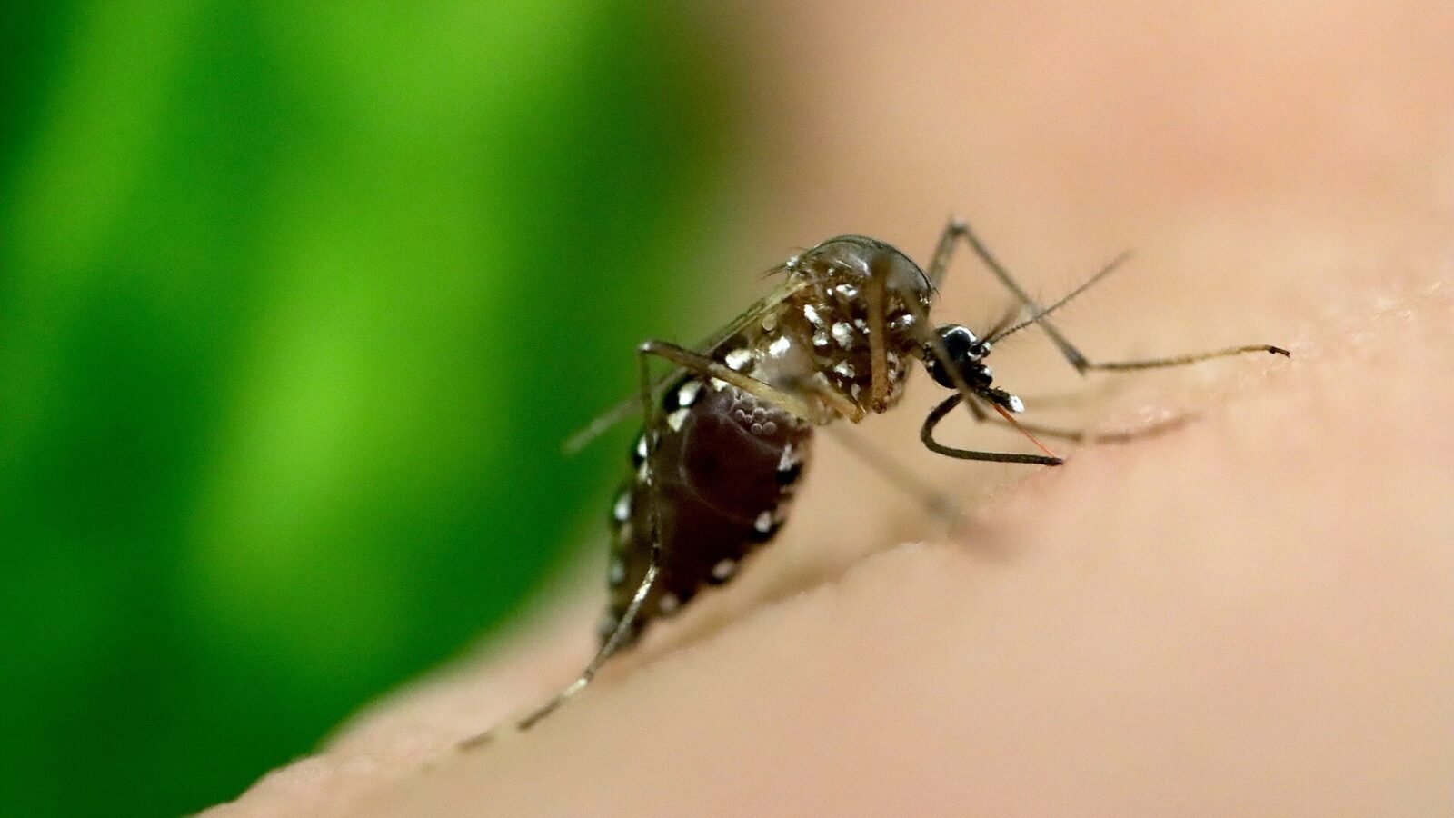 Dengue Fever: Warning Signs, Prevention, and When to See a Doctor